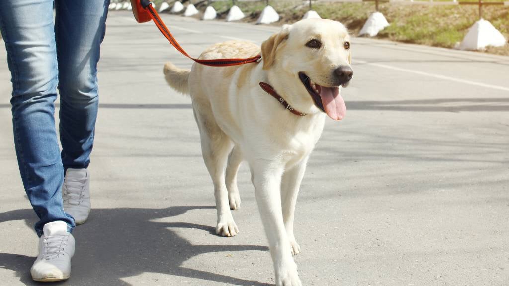 Owner and Labrador walking in the city 