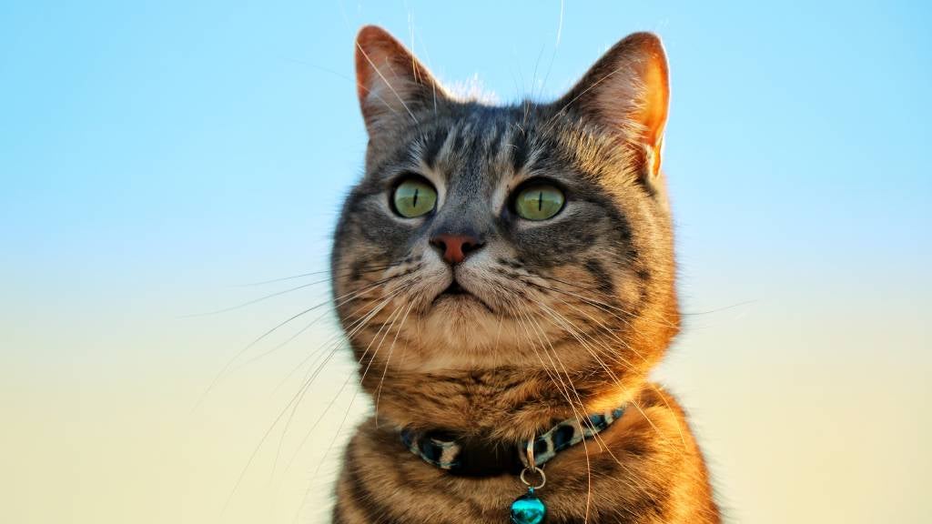 Portrait of cat against clear sky