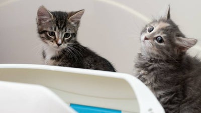 Two tabby kittens sitting next to a litterbox