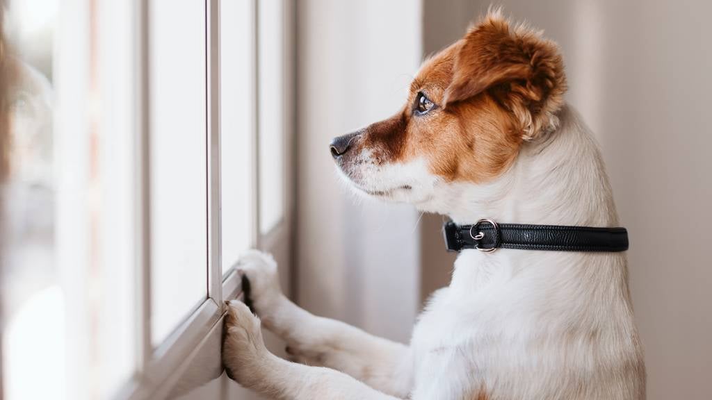 Small dog staring out the window as he waits for their owner.