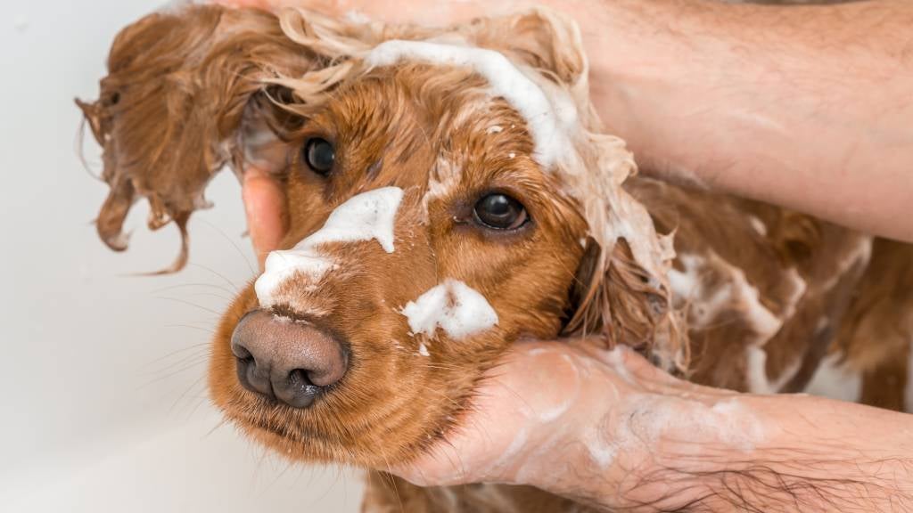 Owner grooming pet dog by giving them a wash.