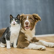 Dog and cat posing together