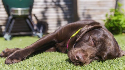 Brown Labrador lies on sunny patch of grass in the backyard