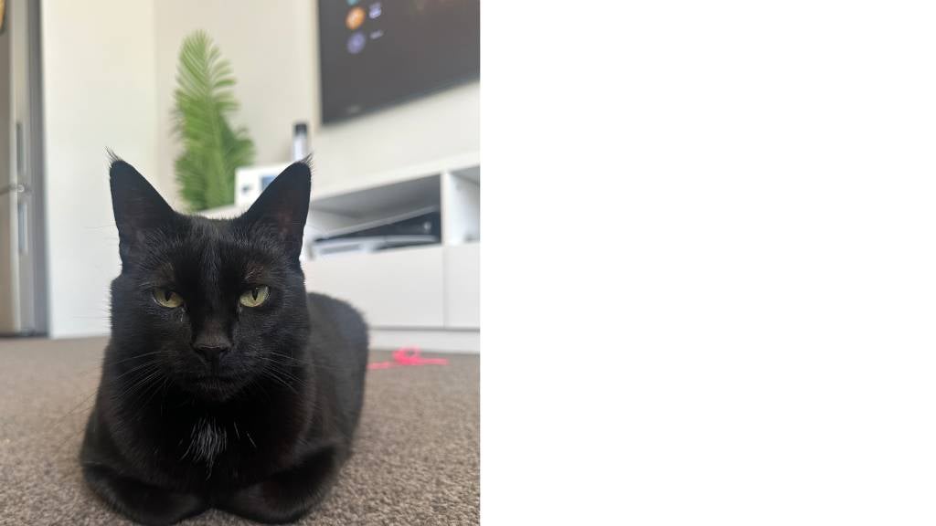 Ruby the cat with a shiny black coat sits like a loaf and looks at the camera with hooded eyes
