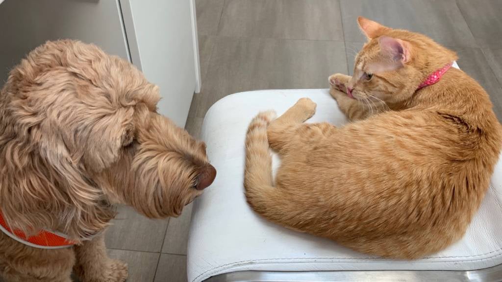 Dog and cat pictured in the home