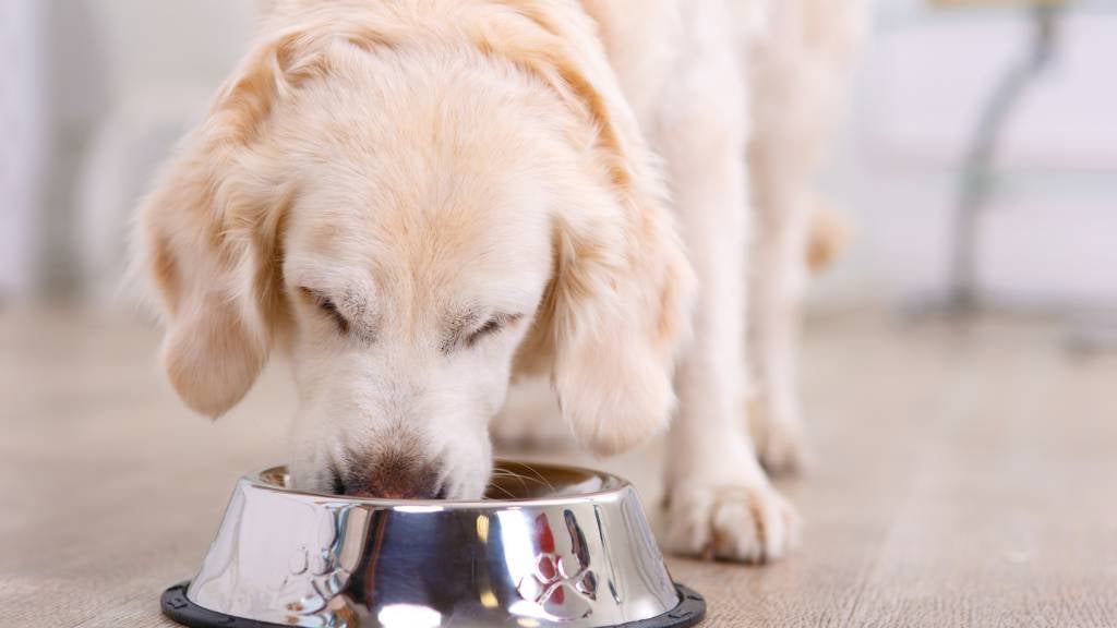 Golden retriever eating from dog bowl 