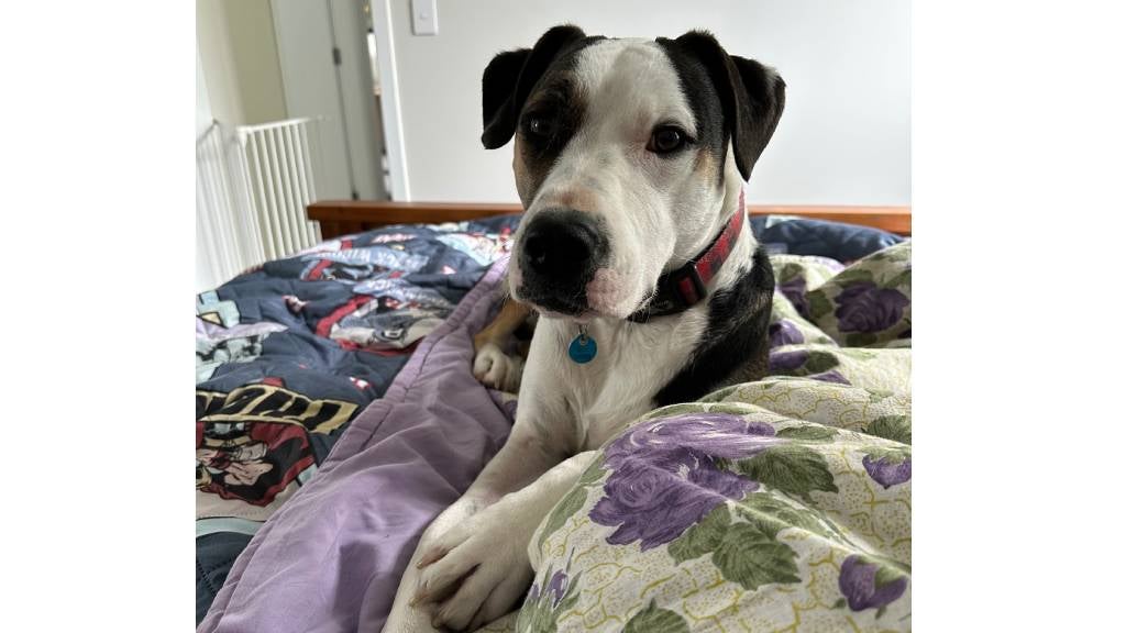 Happy looking adopted dog laying on a bed