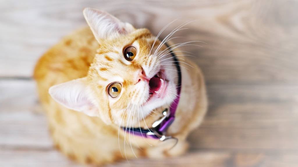 A ginger cat looks up and meows A ginger cat looks up and meows