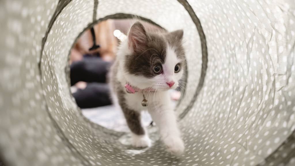 Close up of a kitten playing at home walking through a toy tunnel.