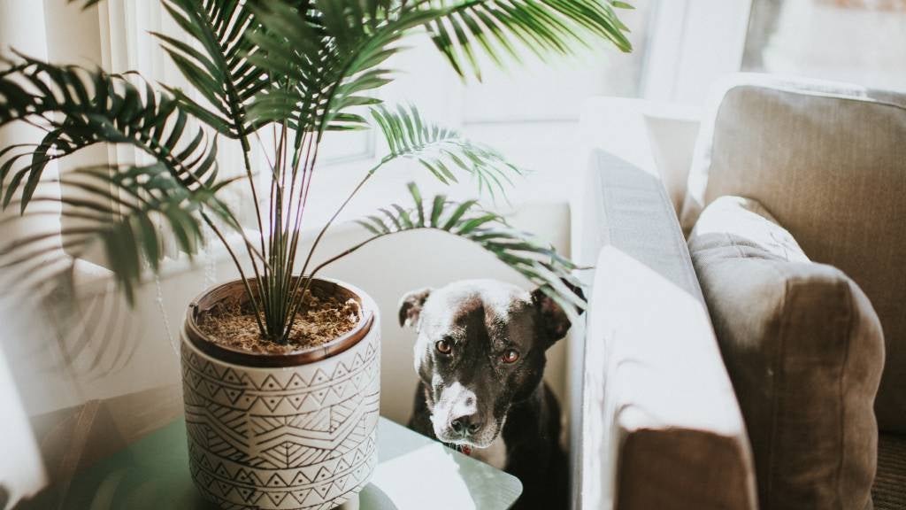 A dog at home with a houseplant 