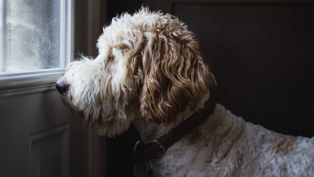 Dog looking through a window