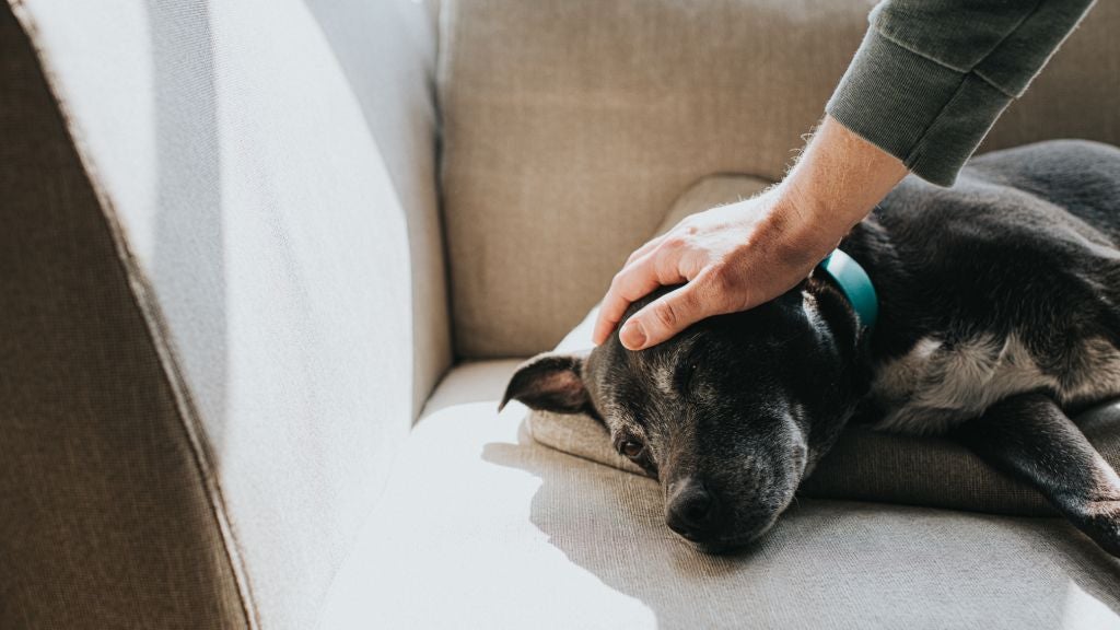 Owner patting dog laying on the couch.