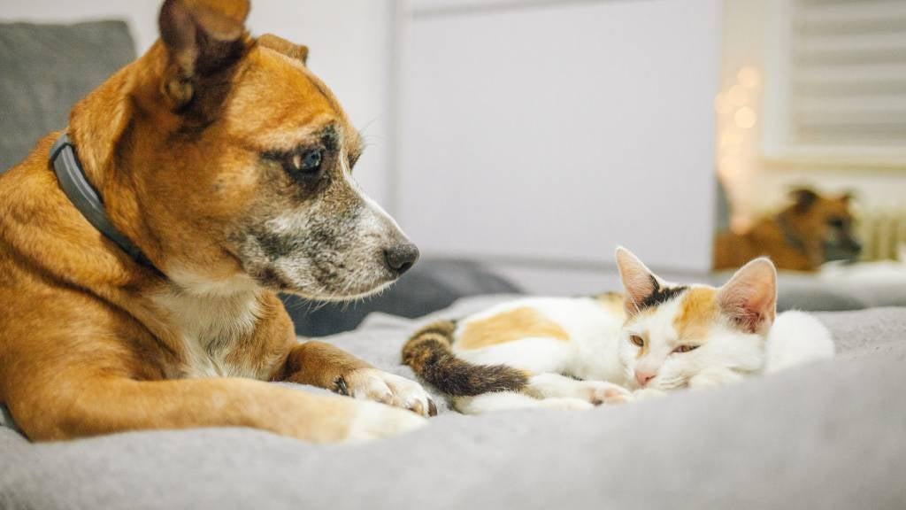 A dog and a cat relax in their new home after being rescued from a shelter