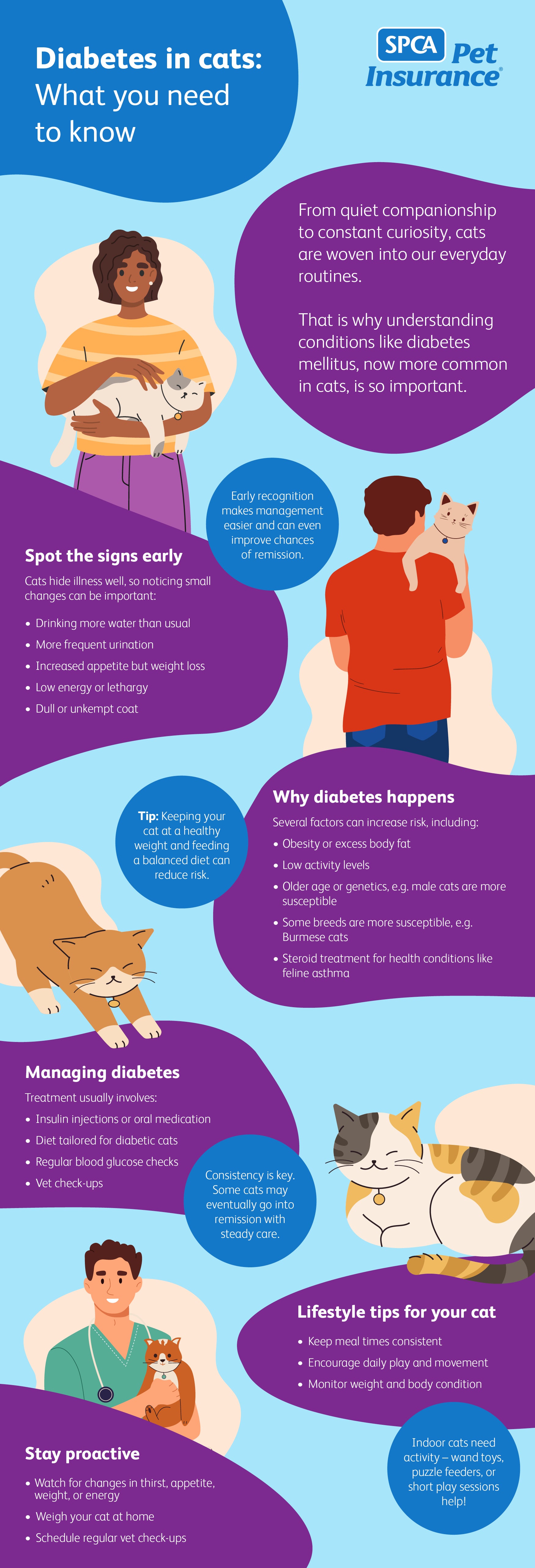 Infographic explaining diabetes in cats