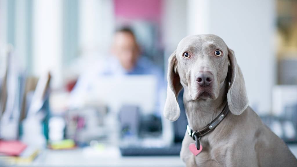 Grey dog pictured in an office 