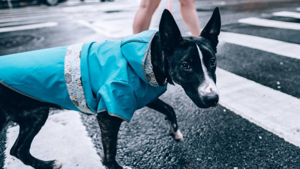 Person walking in the rain with their dog wearing a rain jacket 