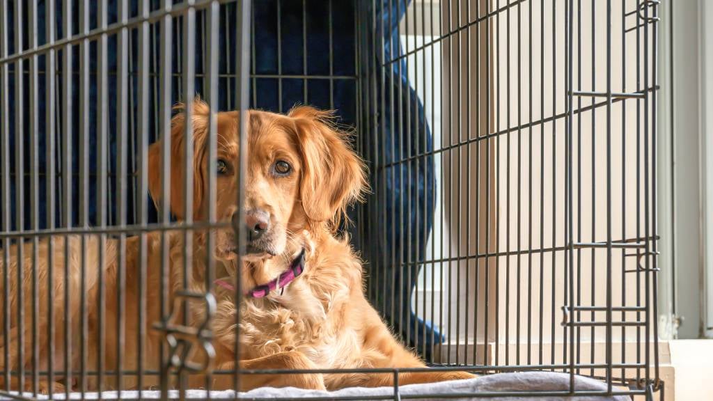 Golden retriever in her crate