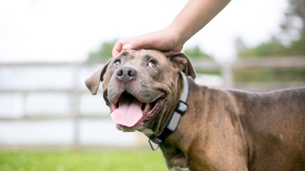 Happy mixed breed dog looking up at it’s owner 