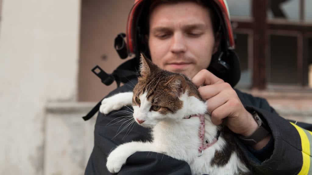 A cat in the arms of a firefighter