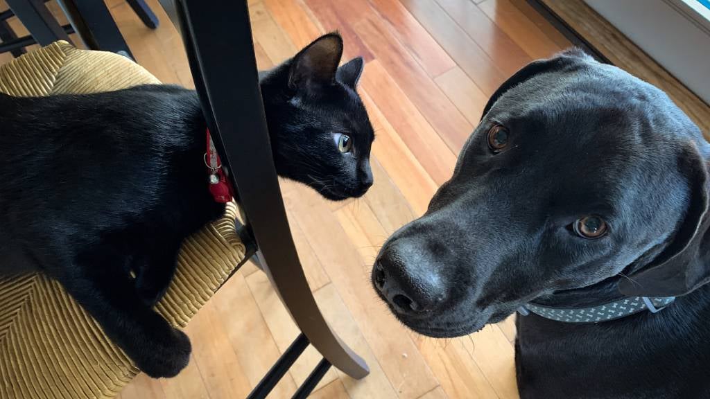 Black cat and black Labrador dog at home. 