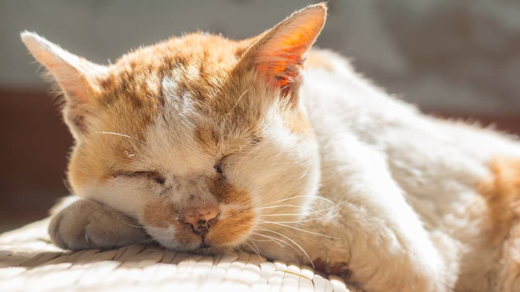 Senior cat sleeping in the sun