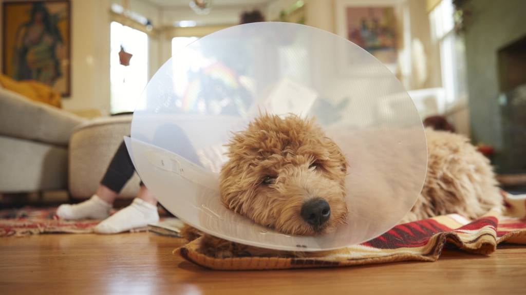 Golden doodle puppy laying down with cone on 