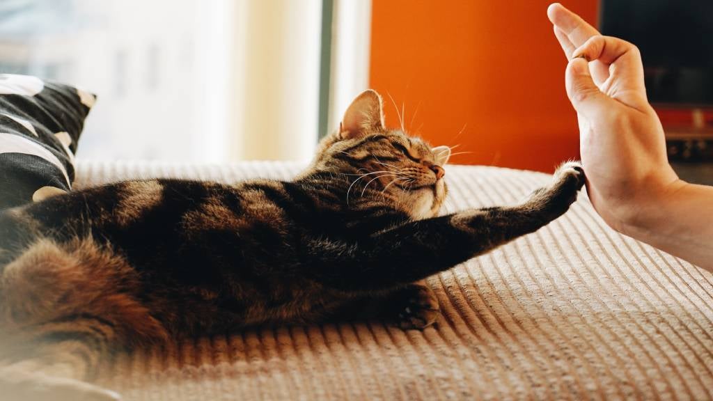 Cat stretching and reaching for owner's hand.