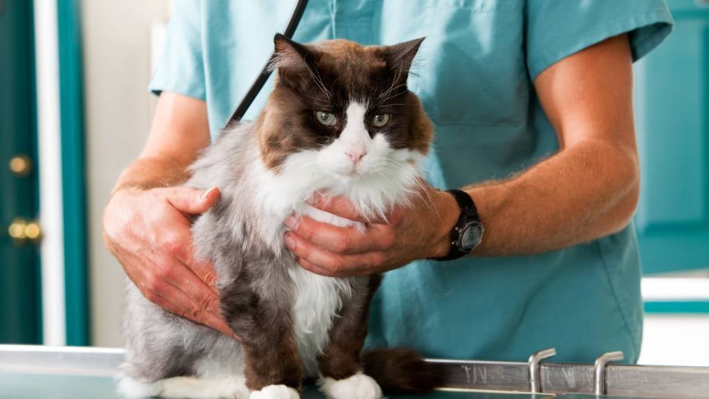Cat at the vet 