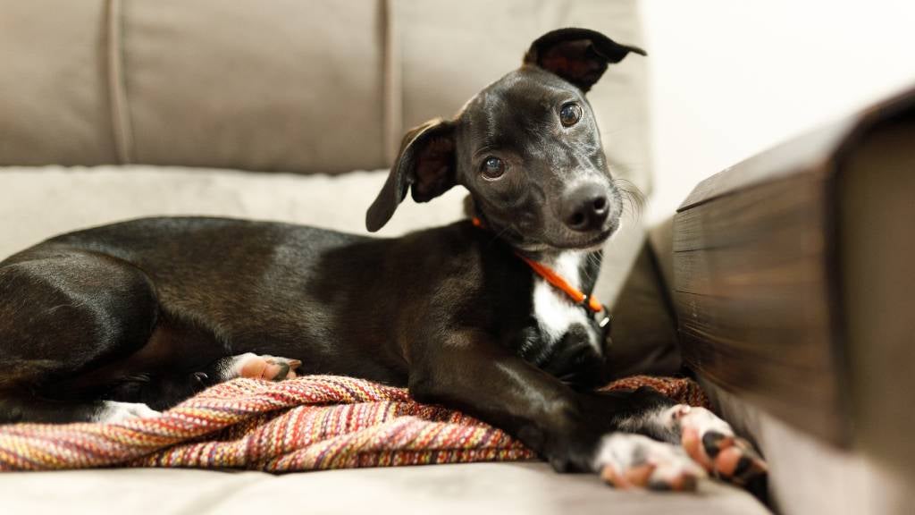 Dog sitting on couch tilting head in curiosity.