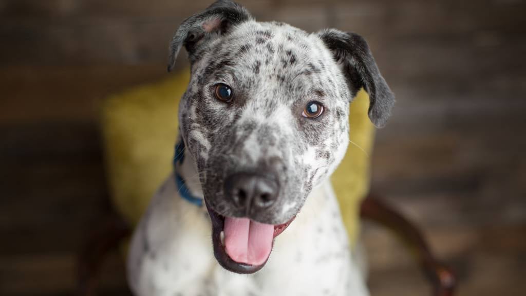 Cute dog with spots