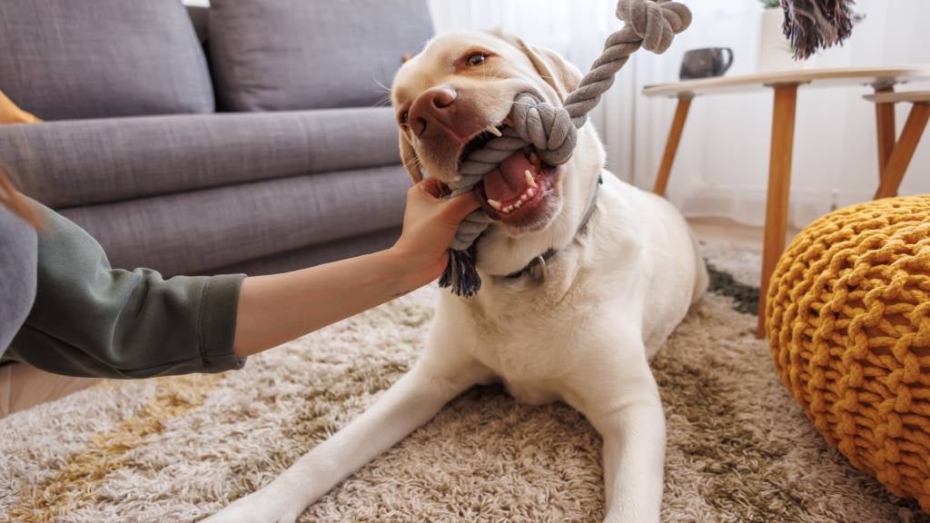Dog chewing on a chew toy while pictured at home inside the house