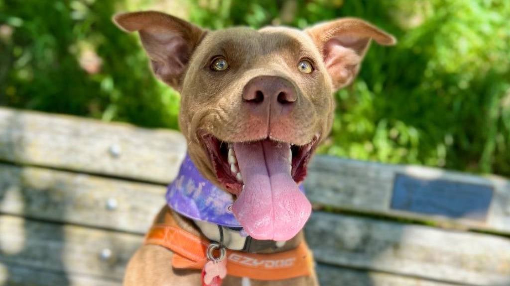 A happy light brown dog sits on an outdoor deck