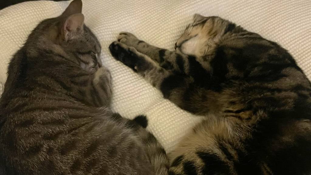 Two tabby cats, Zion and Luca, sleep peacefully next to each other