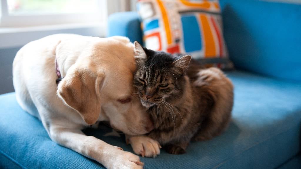 Dog and cat cuddling