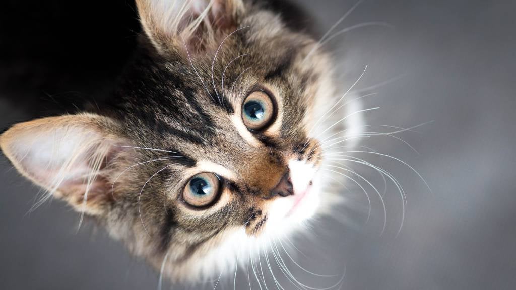 Cat looking up at camera on grey background