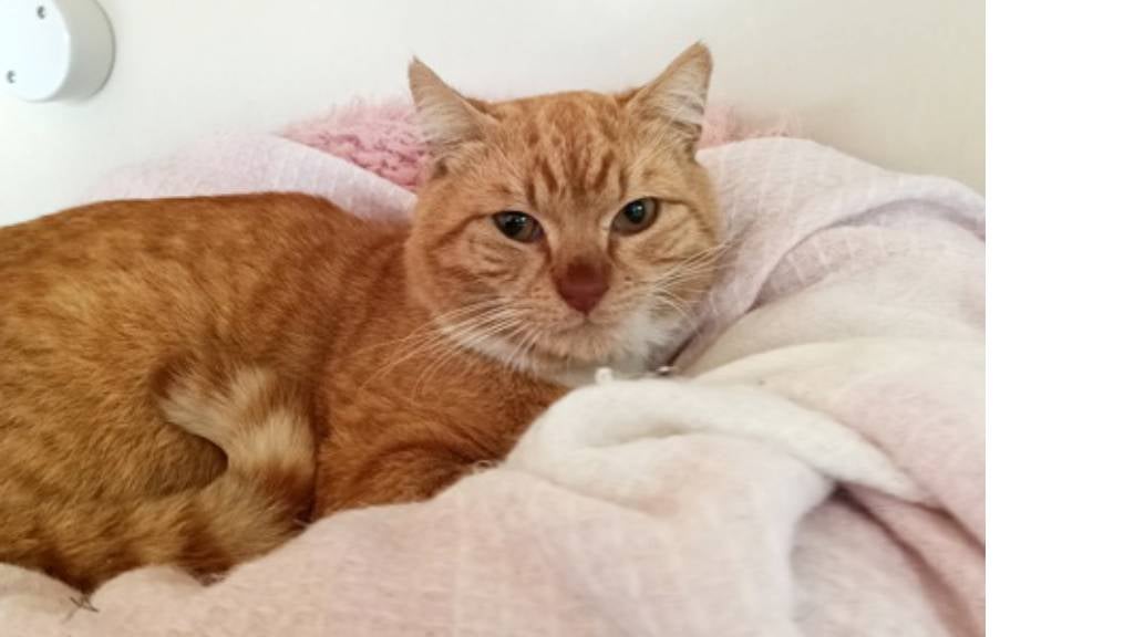 Bert the orange Domestic Shorthair cat sits curled up on a blanket