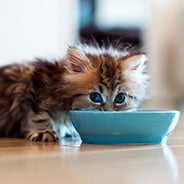 Cute kitten drinking from a bowl