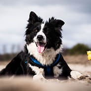 Black and white dog smiling happily on the sand