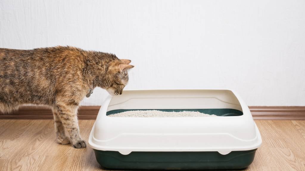 Ginger cat at litterbox