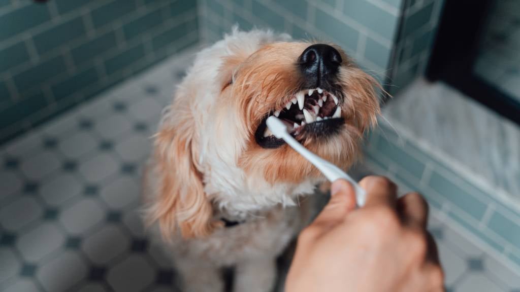 Dog getting teeth brushed