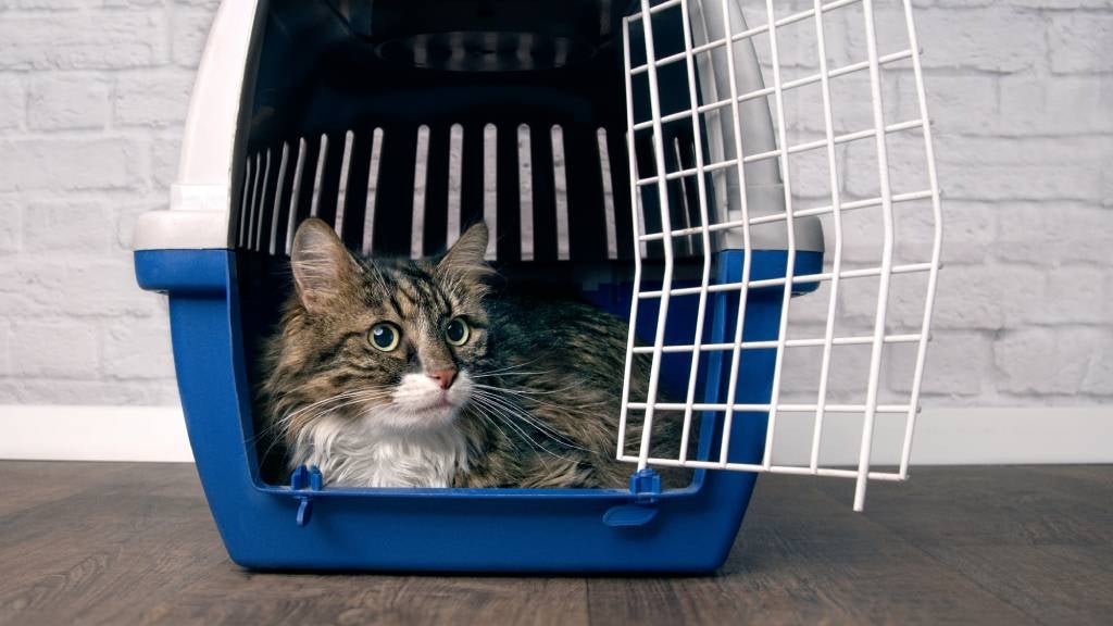 Cat sitting in an open pet carrier and looking sideways