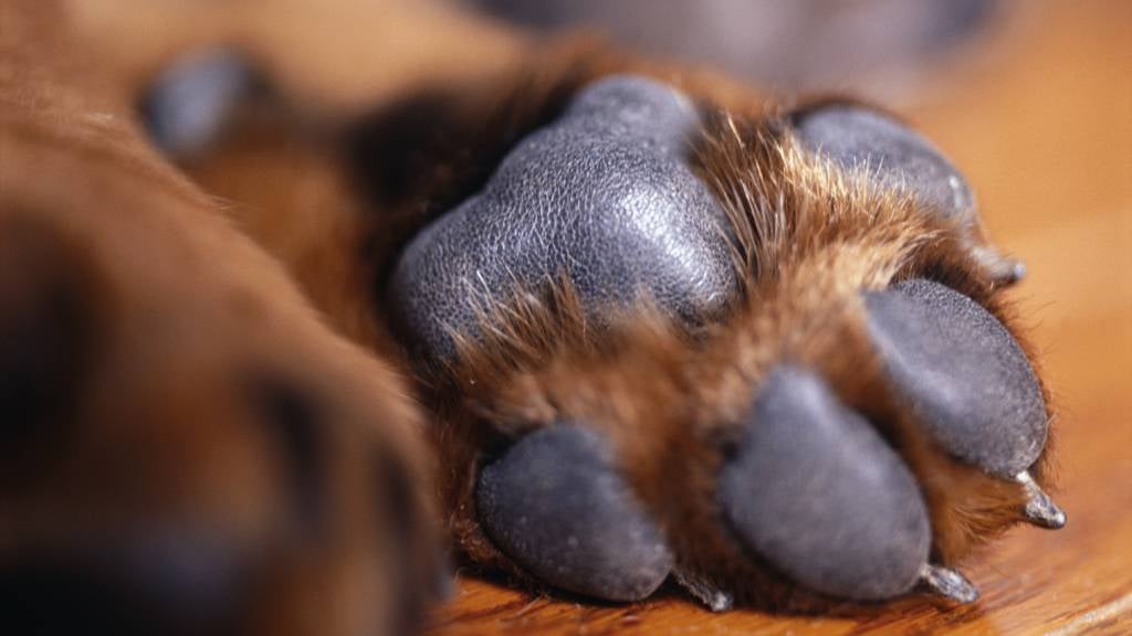 Puppy’s paw on hardwood floor 