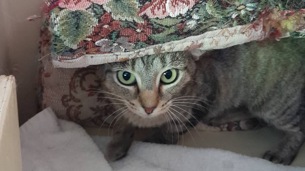 Curious tabby cat peeking out from sofa cover