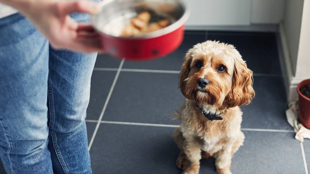 Woman feeding her pet dog