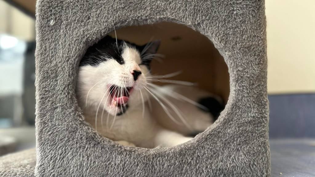 Black and white cat yawning in a box