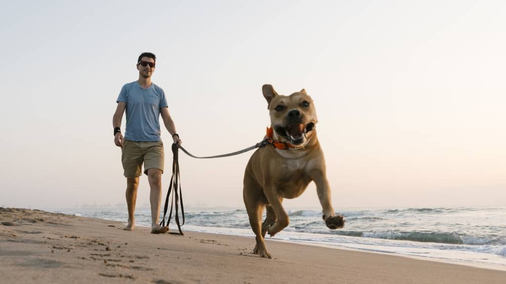 Man walking dog on beach