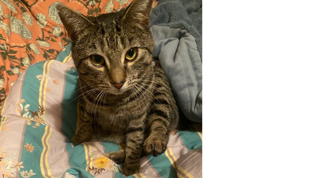 Matthew a cute tabby cat with big eyes sits on a duvet surrounded by blankets