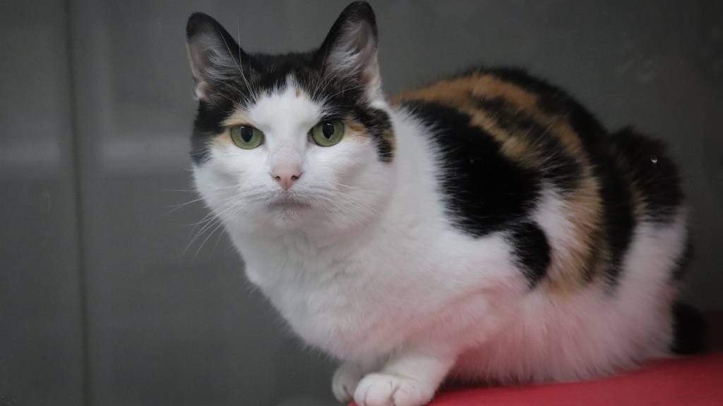 A calico cat sits in an alert load position