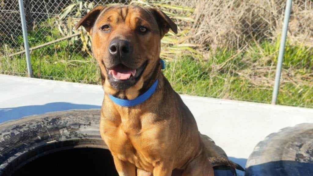A happy dog sits on a tyre in a play area