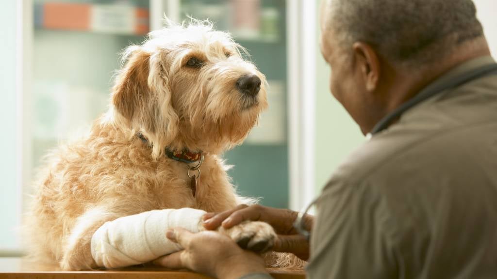 Dog at the vet with bandage on leg